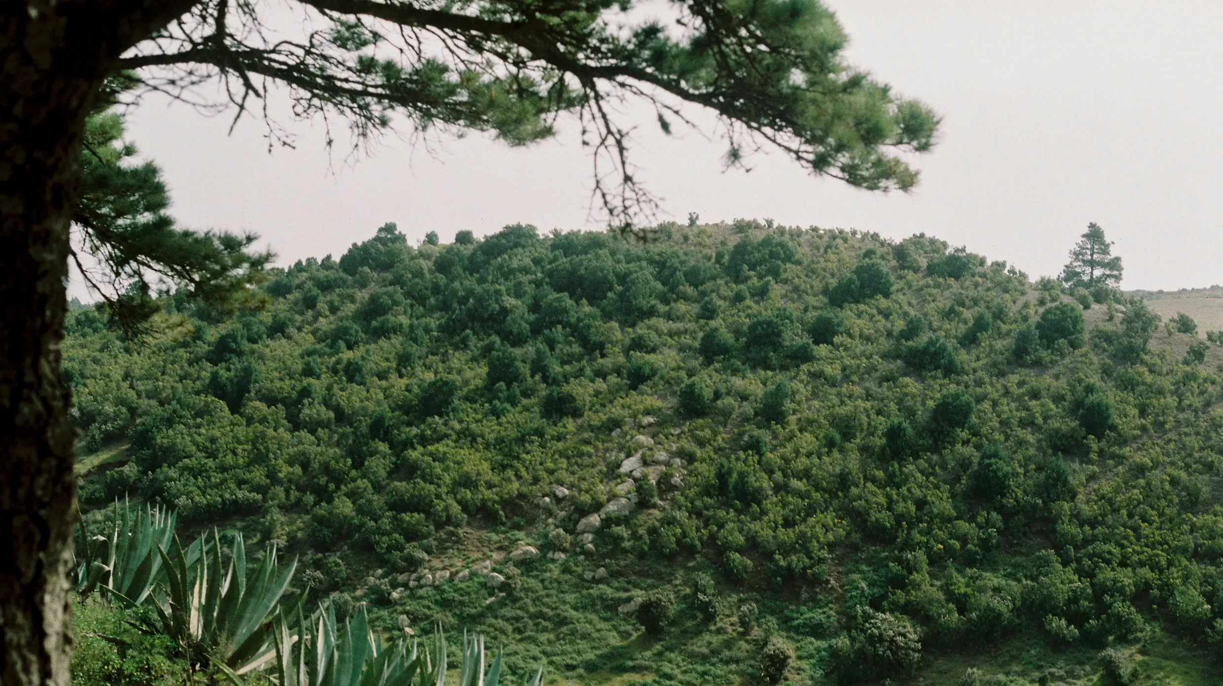 el-hierro-bosque-verde